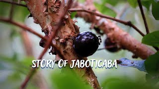 Story of Jaboticaba 4knature [upl. by Westhead]