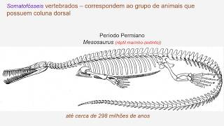 Fósseis de vertebrados invertebrados e plantas [upl. by Kcirdnek]