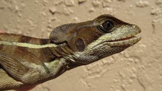 Jesus lizard runs on water brown basilisk [upl. by Nylekcaj]