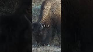 Fascinating Facts About Bison bison animalkingdom animalfacts nature [upl. by Genie]