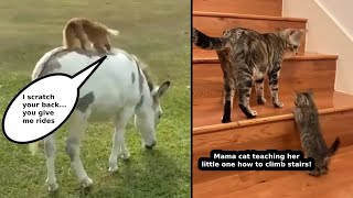 AnimalsBeingBros for 10 Minutes Straight  Adorable Animal Moments  AWESOME ANIMALS  4 [upl. by Nevur]