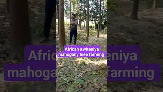 mahogany tree farming agriculture tree indianfarmershivashakti youtubeshorts [upl. by Yajet]