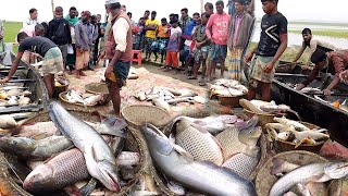 হাকালুকি হাওরের মালাম বিলে বিশাল বড় বড় মাছfishingfishingvideosfishhakaluki TV [upl. by Dorion]