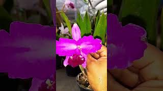 Cattleya Lueddemanniana var Pincelada Corte a disposição 03 bulbosWhatsApp 17981904781 [upl. by Lain]