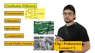 Classification of Bacteria  Prokaryotes [upl. by Anivlem]