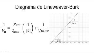 Cinética Enzimática  Diagrama de Lineweaver Burk [upl. by Jobie]