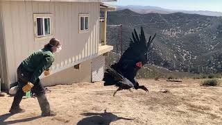 Majestic Condors 10foot Wingspan in Slow Motion [upl. by Nnylkoorb874]