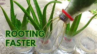 How to Make Aloe vera Cuttings Root Faster in Water [upl. by Anyaled235]