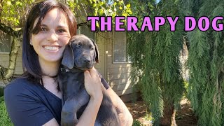 Picking A Puppy To Be A THERAPY Dog Temperament Test [upl. by Adelric]