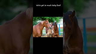 Stop horse abuse horse equestrian abuse [upl. by Turino]