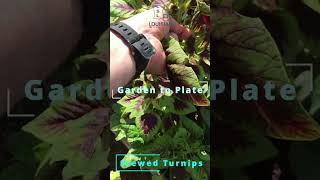 Fresh Turnip Greens From Garden to Plate [upl. by Marucci]