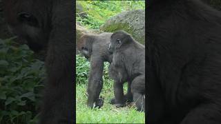 gorilla fun playing 🤣 gorillatag 金剛猩猩 台北市立動物園 shorts [upl. by Edieh]