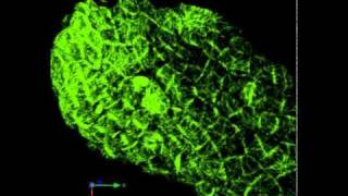 Microtubule dynamics in an Arabidopsis leaf [upl. by Aklam]