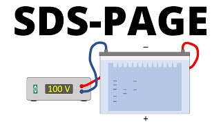 SDSPAGE explained  Protein Separation Technique [upl. by Marx]