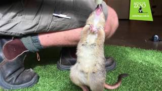 Meet Truffles the Brushtailed Bettong [upl. by Masson]