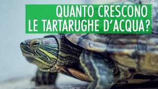 Quanto crescono le TARTARUGHE dacqua dolce  Tartarughe TartaGuida [upl. by Allerim374]