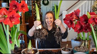 My Amaryllis Passion Grows How to Plant Propagate amp Rebloom Amaryllis Bulbs  Cut Amaryllis Tips [upl. by Draw]