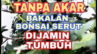 Tanpa akar bakalan bonsai serut dijamin tumbuh [upl. by Gherardo559]