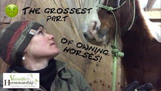 The Grossest Part Of Owning Horses Sheath Cleaning  Versatile Horsemanship [upl. by Bettina]