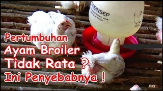 Pertumbuhan Ayam Broiler Tidak Rata  Ini Penyebabnya [upl. by Bracci]