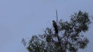 Burchells Coucal quotRain Birdquot calling  very unusual [upl. by Pump]