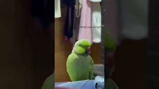 Peekaboo dog parrot funnypetschannel shortvideo funypets dogbreeds talkingparrot funnupets [upl. by Harriot957]