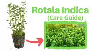 Rotala Indica Aquarium Plant Easy To Care For [upl. by O'Driscoll]