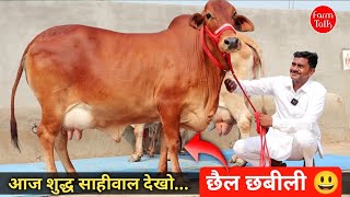 छैल छबीली साहीवाल 😃 शौकीन घर और ब्रीडिंग वाली 4 गाय 👌 Darshan Rao Balasar Sirsa Haryana ✅ Farm Talk [upl. by Anerehs806]