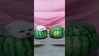 Cute dog moments part 35 funny bengalihumor funnydog [upl. by Chastity]