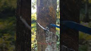 Rubber tree cutting shortvideo rubbertree rubbercutting satisfyingvideo shorts viralvideo ✨ [upl. by Verney]