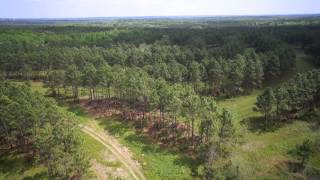 Jumpie Run Plantation  2763  acres of Mixed UseTimber Production and Hunting Land SOLD [upl. by Scornik]