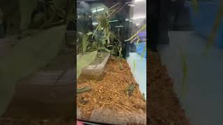 Violet Lacewing Stick Insect  Pet shop australia foryou funny fyp fypシ゚viral insects happy [upl. by Orimisac798]