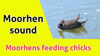 Moorhens feeding chicks  Moorhens chicks sound  Moorhen sound [upl. by Ullman]