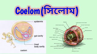 Body cavity  Coelom types of coelom  evolution of coelom Animal Kingdom সিলোম কি [upl. by Anatnas]