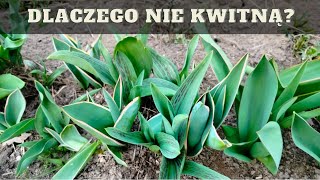 Dlaczego tulipany nie kwitną co zrobić żeby tulipany zakwitły [upl. by Apfel]