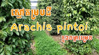 ដាំស្មៅគម្របដី Arachis pintoi ក្នុងចម្ការម្រេចដើម្បីកាត់បន្ថយកម្ដៅ [upl. by Eerhs]