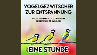 Vogelgezwitscher zur Entspannung  Vogelstimmen als Alternative zu Entspannungsmusik  über [upl. by Ahsirtal322]