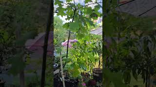 Twisted Oak bonsai backyard oaktree bonsaitrees [upl. by Salohcin787]