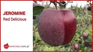 Jeromine  Red Delicious odmiany jabłoni  apple variety [upl. by Stoneham]