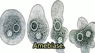 AMEBÍASE  o que é causas sintomas e tratamento  PARASITA ENTAMOEBA HISTOLYTICA [upl. by Frieder]