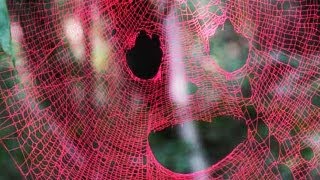 Pink Spider Web  BiDiPi 28 [upl. by Einnoj]