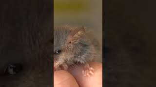 Mountain Pygmypossum Burramys parvus [upl. by Mansur]