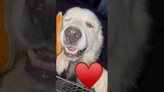 Big Axle our Great Pyrenees says hi dog pyrenees cute dog LGD farm dog [upl. by Aynotal]