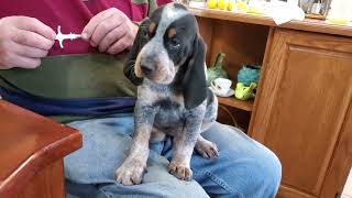 Precious BLUETICK COONHOUND PUPPY 756  567 KG [upl. by Olympium368]