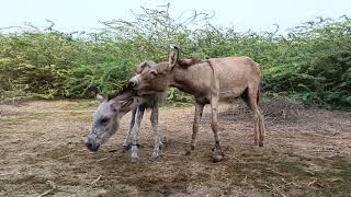 donkeys meeting in forest donkey donkeyfarm desert animals [upl. by Milton]