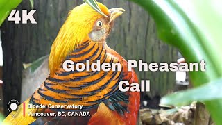 Golden Pheasant Call  4K [upl. by Silenay]