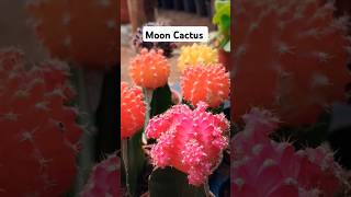 Gymnocalycium mihanovichii is a species of cactus from South America [upl. by Ardnot]