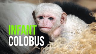 Infant Colobus Monkey For Dallas Zoo [upl. by Darlleen511]