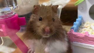 Bubu the Syrian Hamster [upl. by Gustafsson]