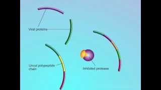 HIV Mechanisms of Action of Protease Inhibitors PIs [upl. by Atsahc]